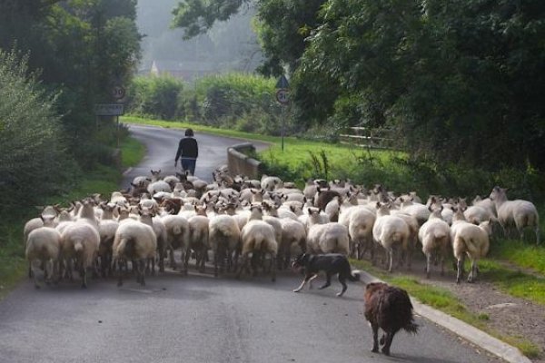 Moving sheep along Washbrook Lane